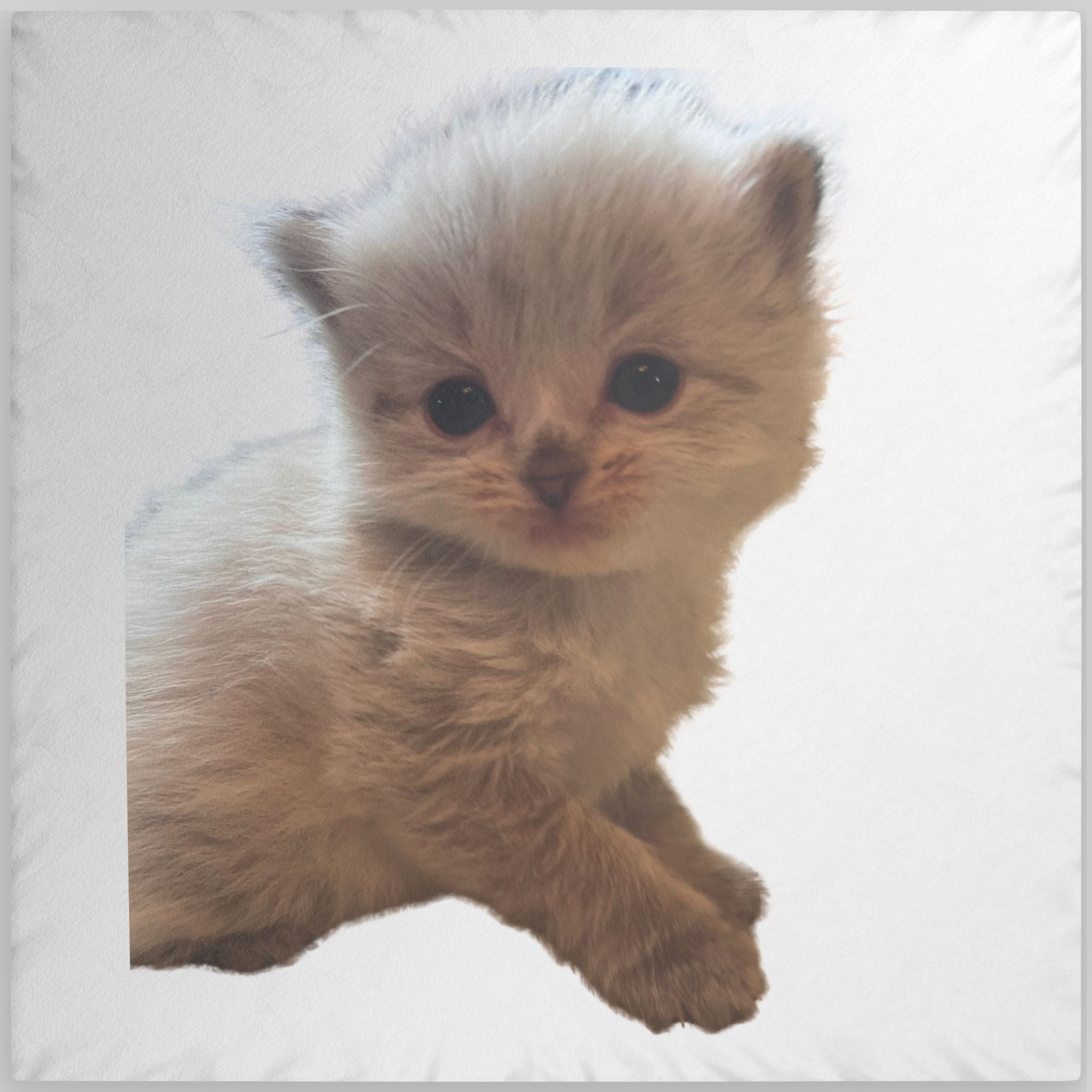 Custom Cute Kitten Shaped Pillow  Personalized Photo Plush Pillow