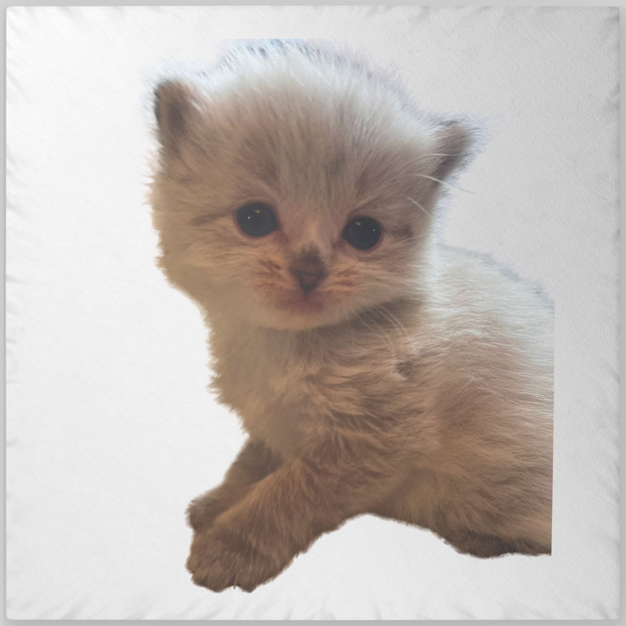 Custom Cute Kitten Shaped Pillow  Personalized Photo Plush Pillow