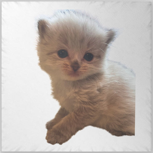 Custom Cute Kitten Shaped Pillow  Personalized Photo Plush Pillow