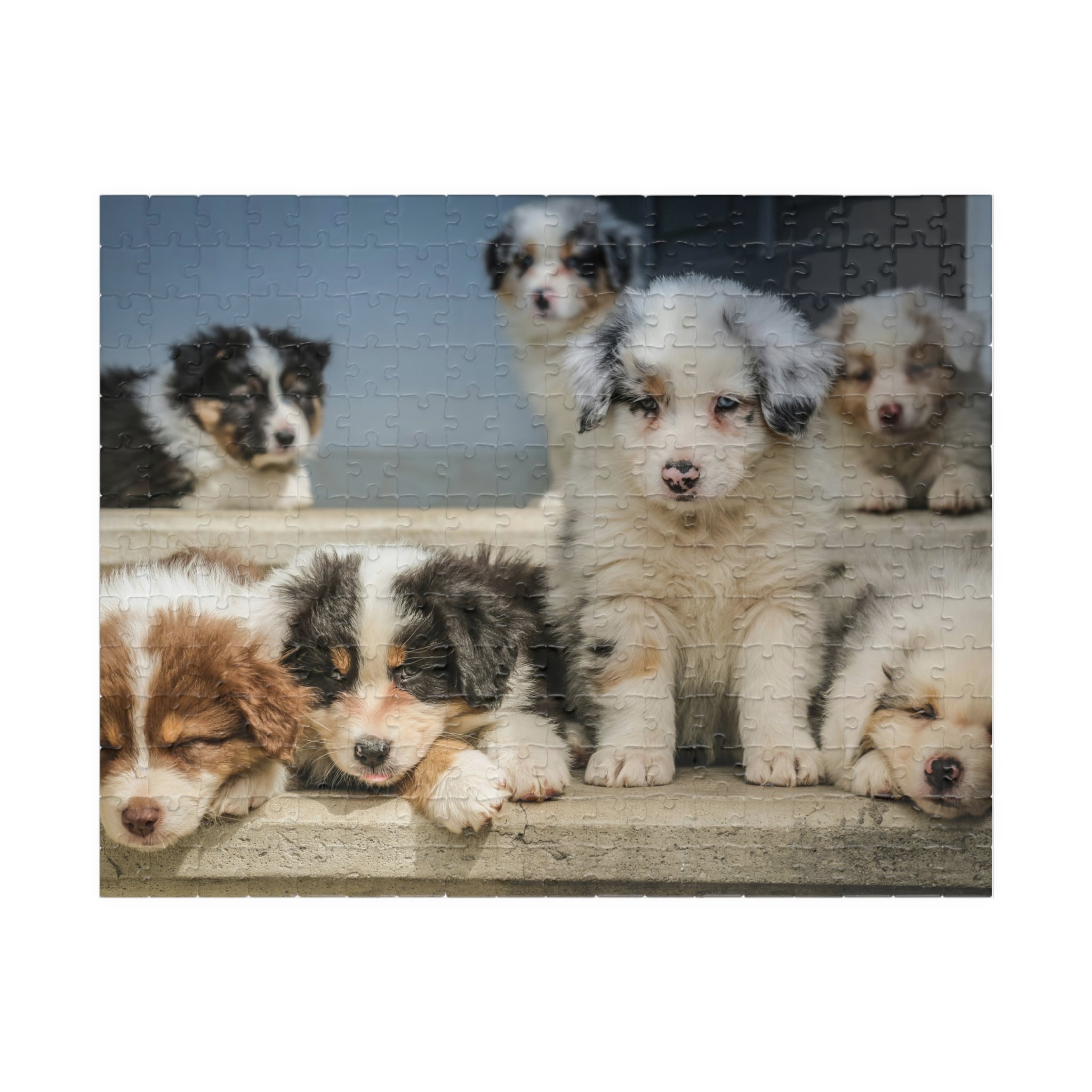 Puppies Jigsaw Puzzle — 252/520/1014-Piece Game