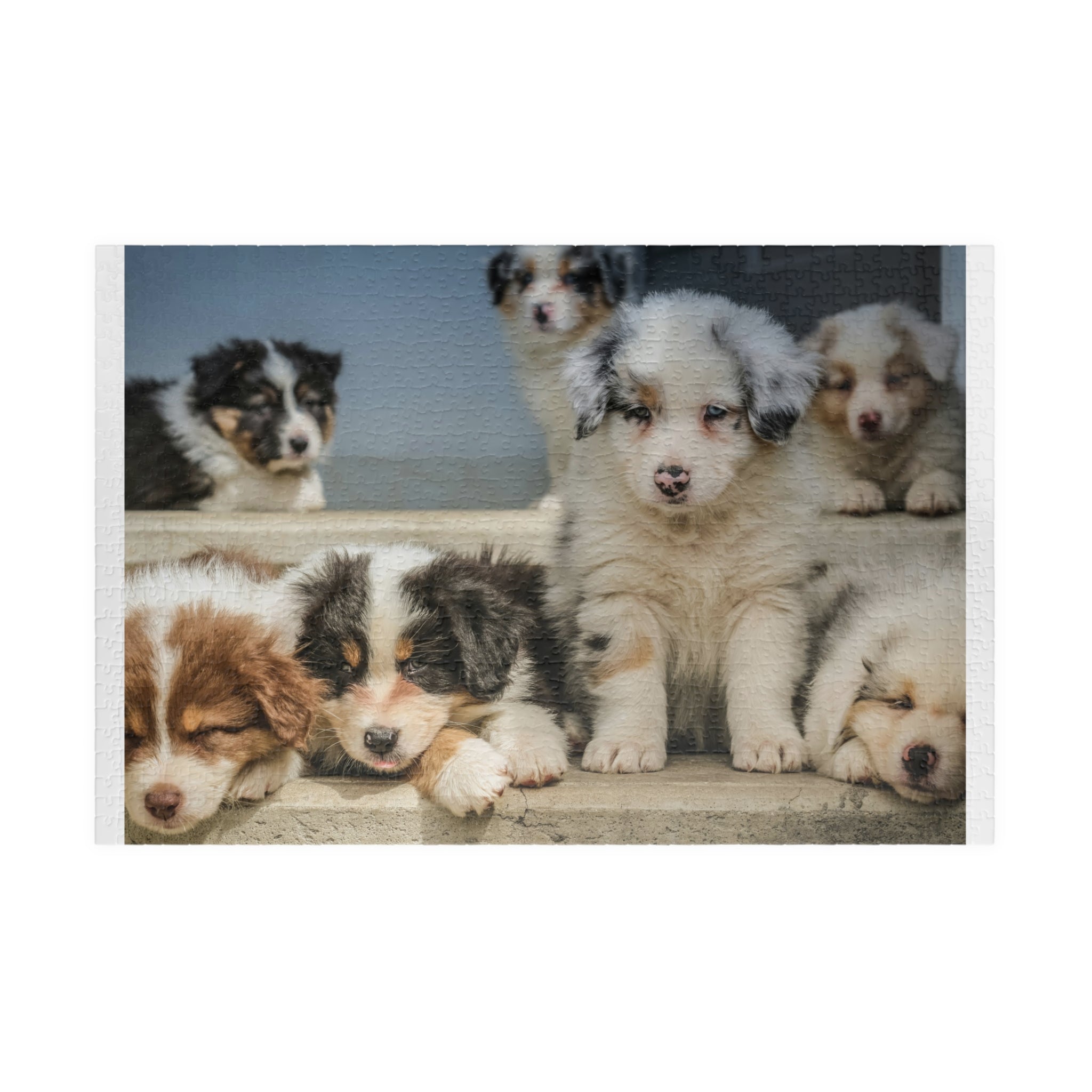 Puppies Jigsaw Puzzle — 252/520/1014-Piece Game
