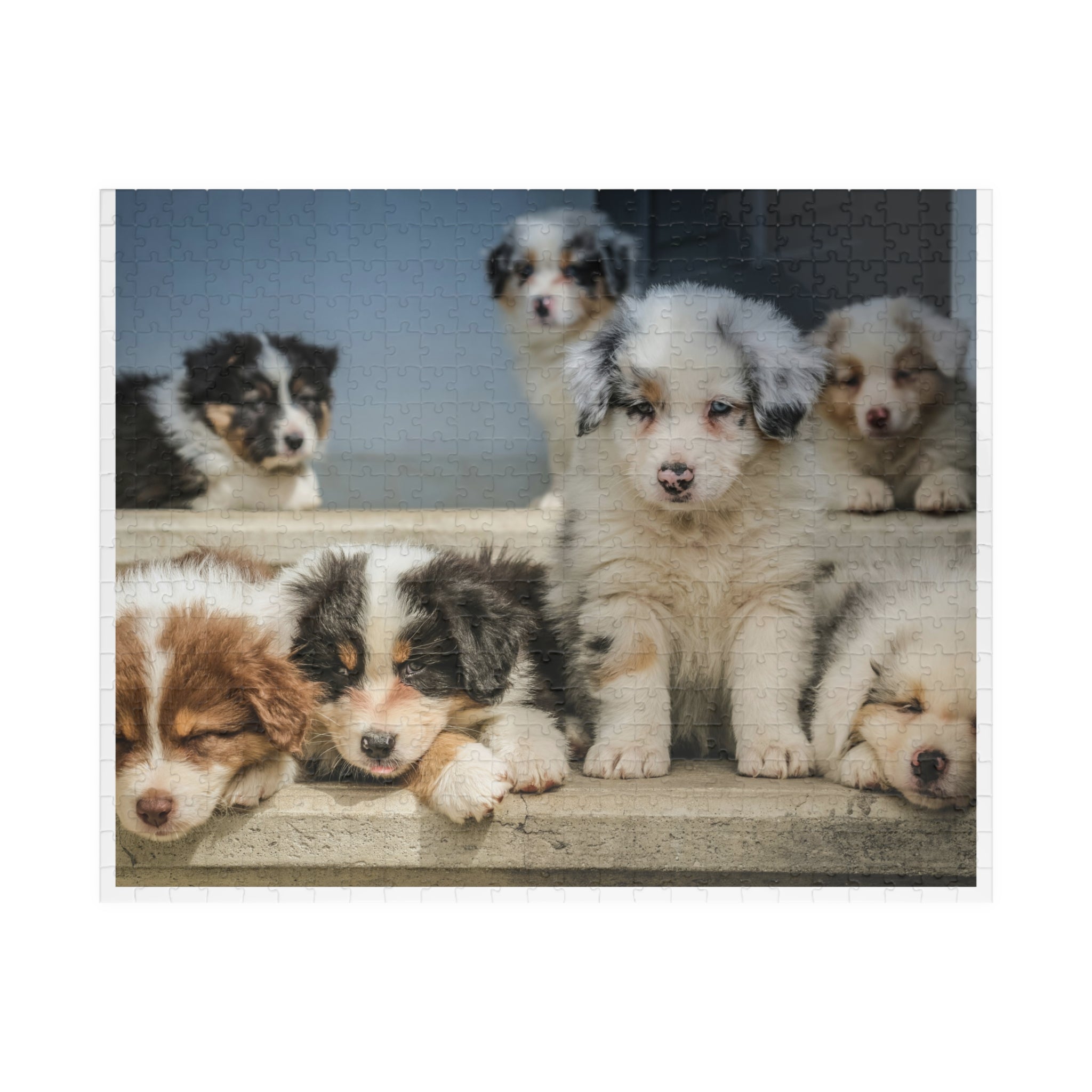 Puppies Jigsaw Puzzle — 252/520/1014-Piece Game